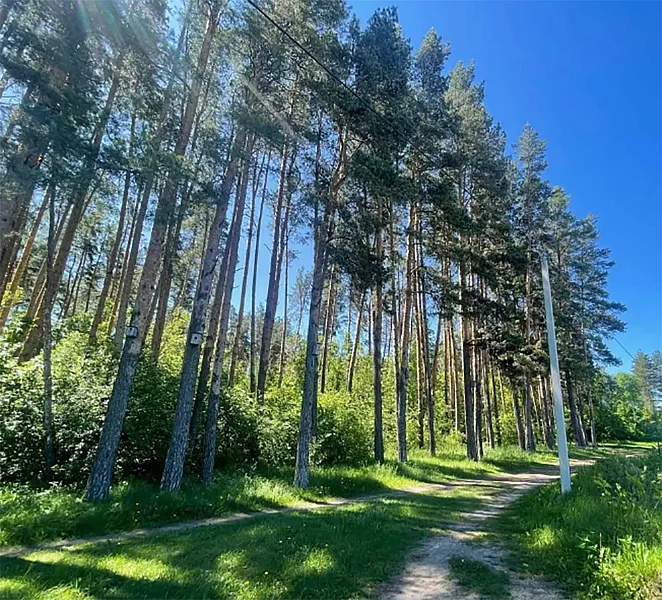 В&nbsp;Петровске Саратовской области благоустроят лесопарк &laquo;Сосны&raquo;