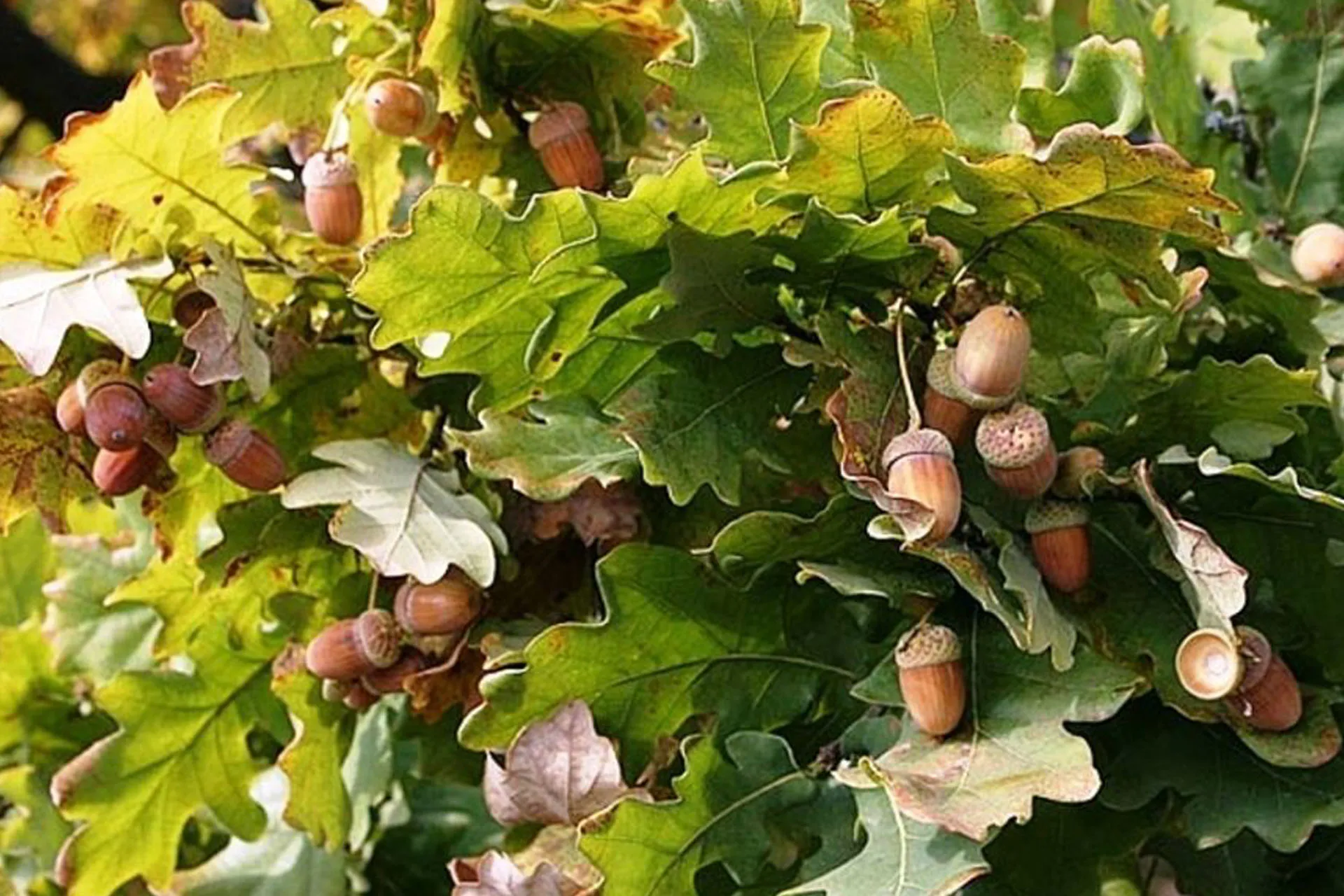 Минприроды Саратовской области