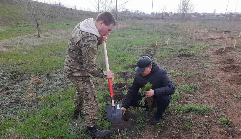 В&nbsp;Давыдовском лесничестве Воронежской области высадили геоглиф &laquo;Победа&raquo;