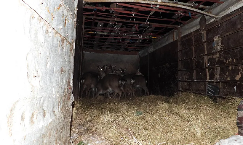 В&nbsp;Пензенской области на&nbsp;волю выпустили 15&nbsp;пятнистых оленей