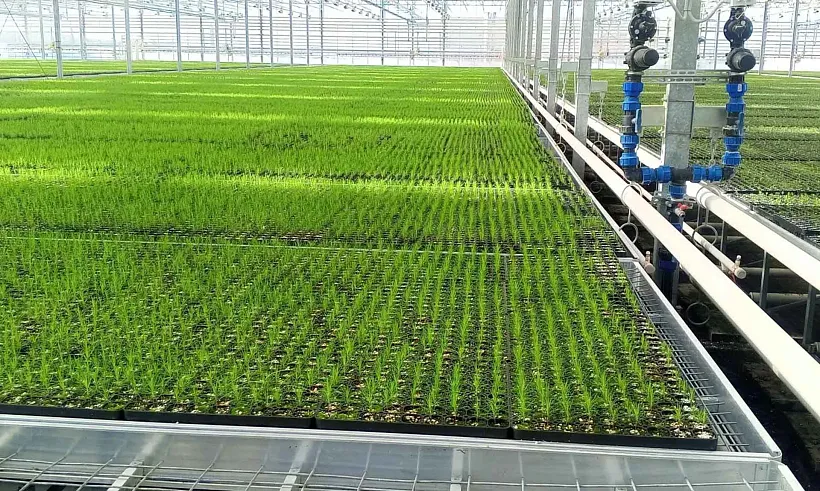 Уральские школьники посетили один из&nbsp;крупнейших в&nbsp;РФ лесосеменных центров