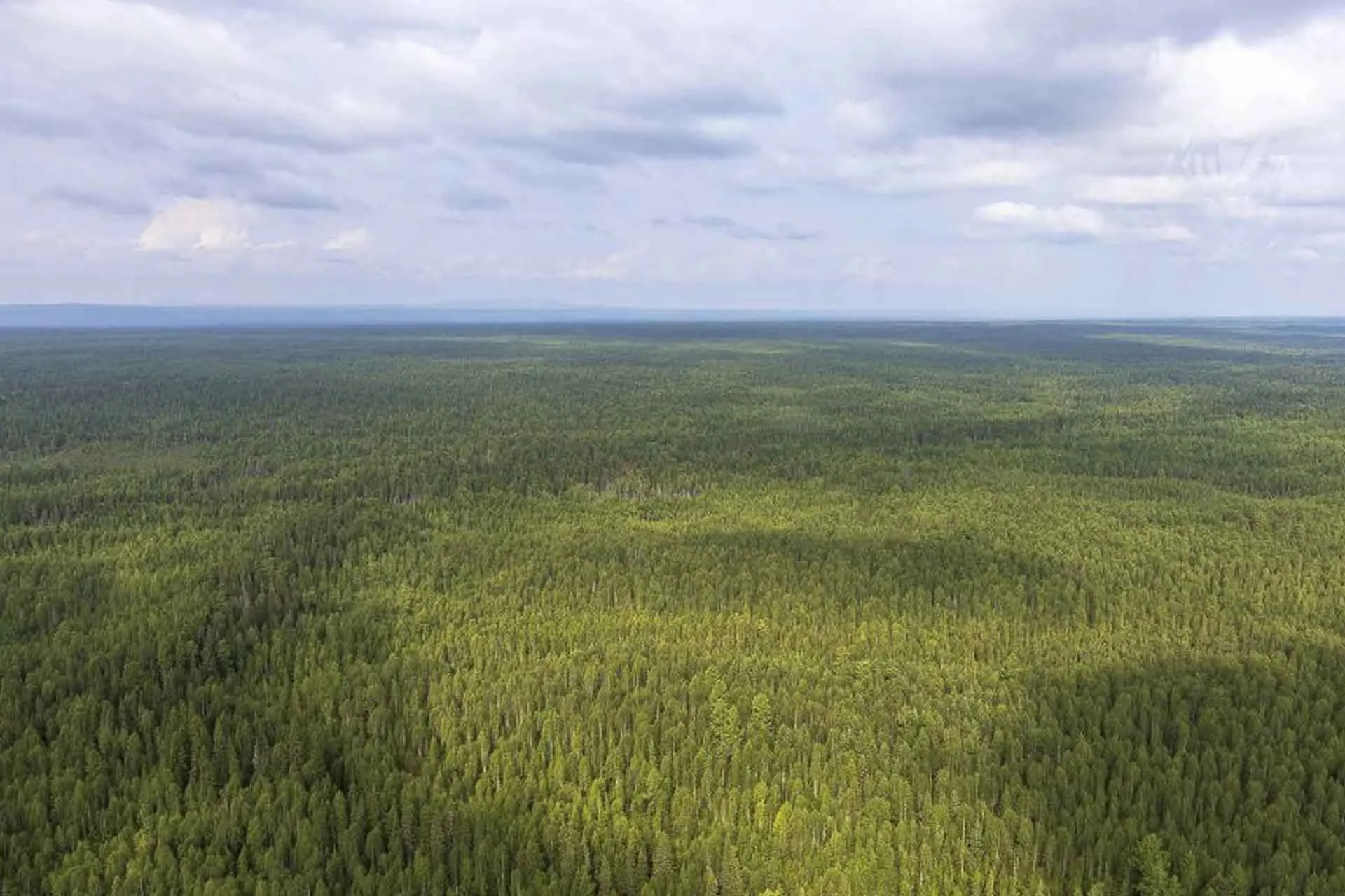 В&nbsp;Свердловской области восстановят более 30&nbsp;тысяч гектаров леса