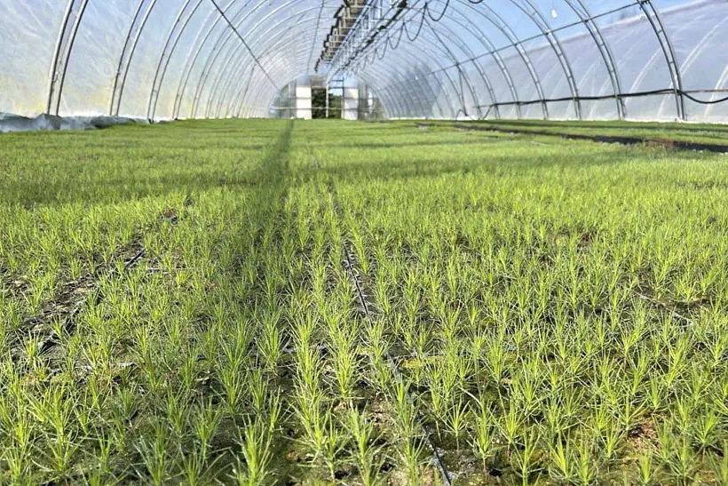 Лесовосстановление в&nbsp;Карелии провели более чем на&nbsp;21,3&nbsp;тыс. га&nbsp;земли