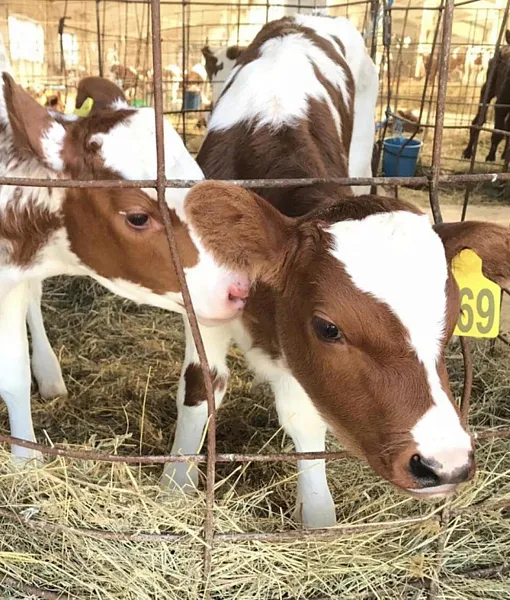 В&nbsp;Карелии проведут генетические исследования коров айрширской породы