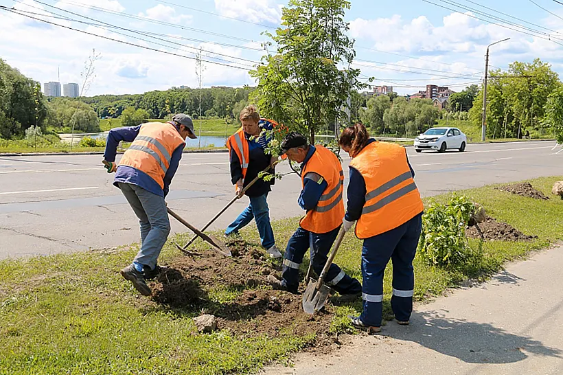 На&nbsp;улице Дмитрия Ульянова в&nbsp;Туле высадили около 50&nbsp;рябин