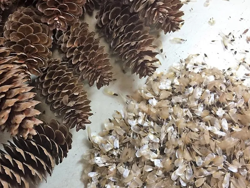 В&nbsp;Нижегородской области заготовили свыше 300&nbsp;кг семян хвойных пород