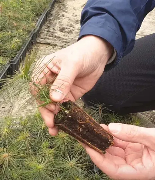 В&nbsp;2026&nbsp;году в&nbsp;Тюменской области планируют вырастить около 1,2&nbsp;млн сеянцев