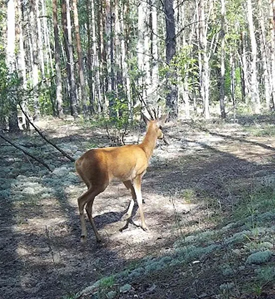 Фотоловушки зафиксировали косулю в&nbsp;заповеднике Нижегородской области