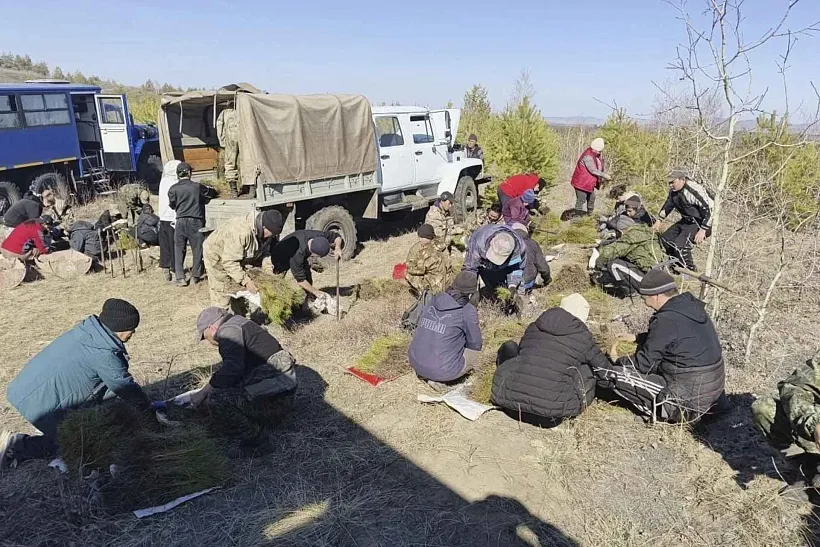 В&nbsp;Туве проведут лесовосстановление на&nbsp;более чем 11&nbsp;тысячах гектаров земли