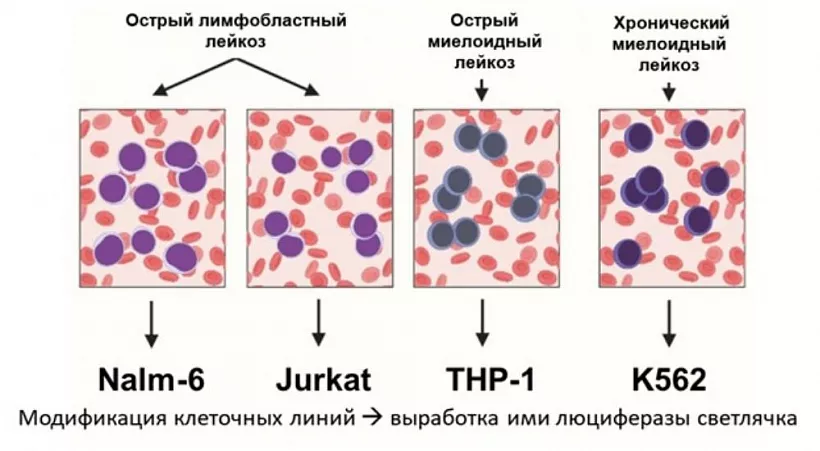 Подмосковные ученые создали коллекцию клеточных линий для&nbsp;лечения рака