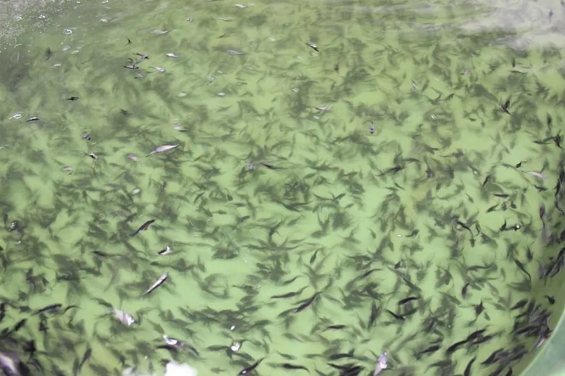 В&nbsp;Ростовской области построят цех для&nbsp;выращивания молоди ценных пород рыб