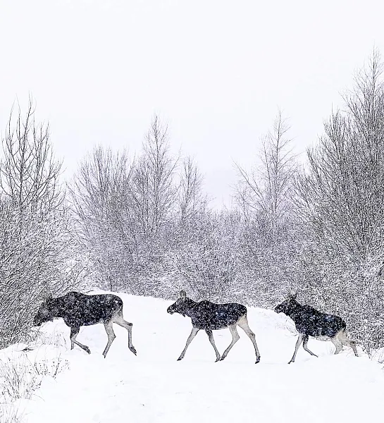 В&nbsp;Чувашии начался зимний учет диких животных