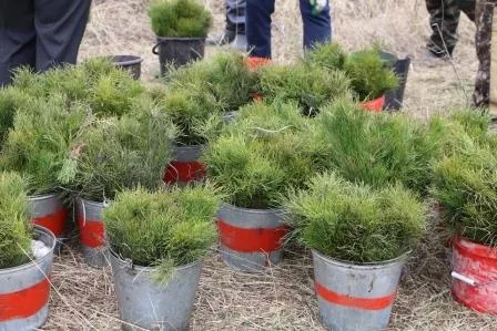 В&nbsp;Пензенской области перевыполнили план по&nbsp;весеннему лесовосстановлению