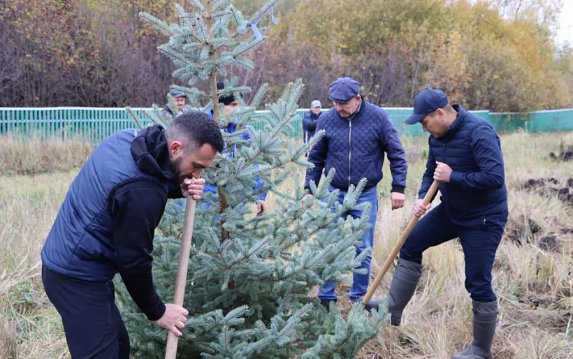 В&nbsp;Апастовском районе Татарстана высадили голубые ели