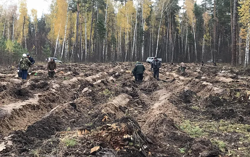 В&nbsp;Старомайнском районе Ульяновской области посадили сосновый лес