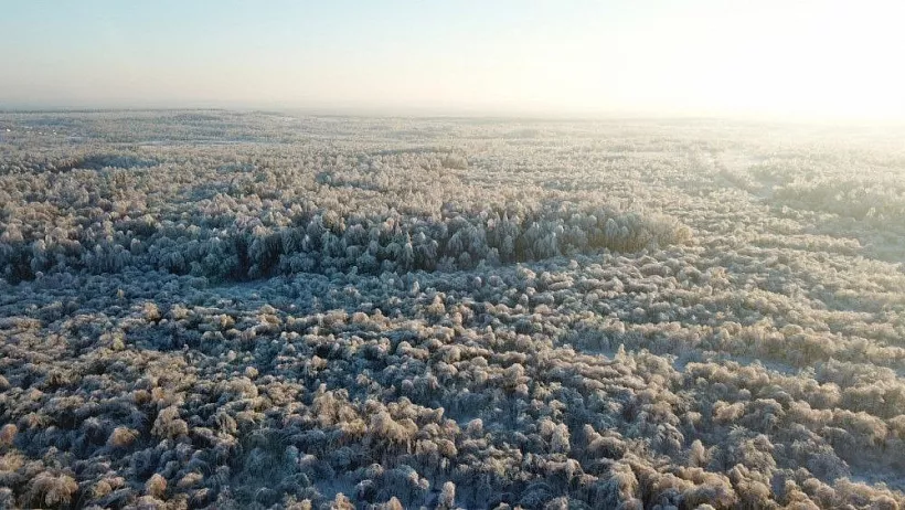 Нижегородские леса восстановили на&nbsp;площади 14,6&nbsp;тысячи гектаров