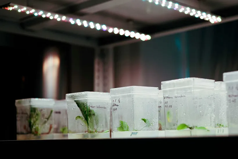 Томские ученые нашли способ доставлять растительное вещество внутрь клетки