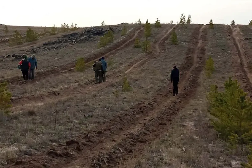 В&nbsp;Озеро-Кузнецовском лесничестве Алтайского края высадили свыше 2,2&nbsp;млн сеянцев