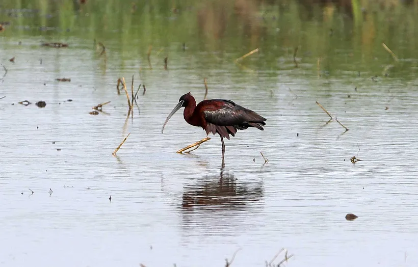 Еще&nbsp;2&nbsp;природные территории на&nbsp;Кубани получили статус особо охраняемых