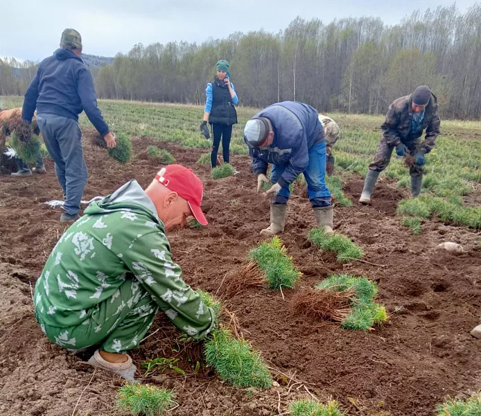 Лесники Республики Алтай высадят молодые деревья на&nbsp;800&nbsp;гектарах