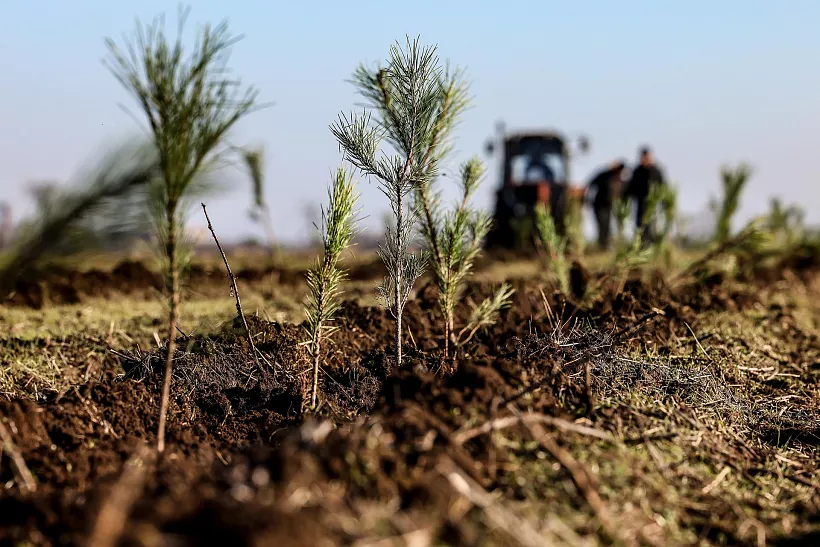 В&nbsp;Нижнекамске высадили более 30&nbsp;тысяч кустарников