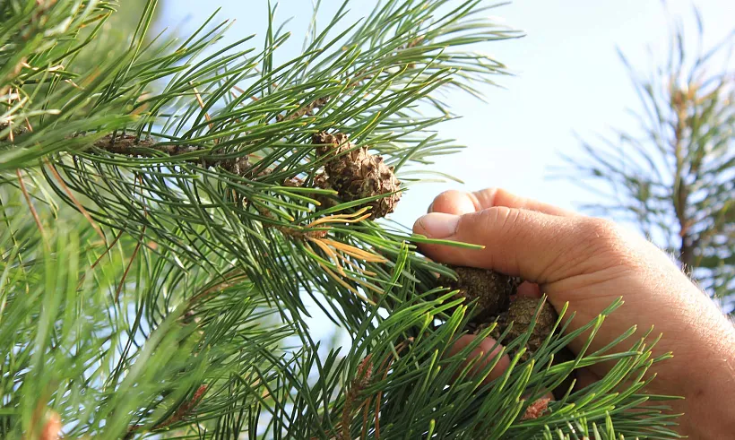 В&nbsp;Мордовии планируют заготовить более 20&nbsp;тонн шишек сосны обыкновенной