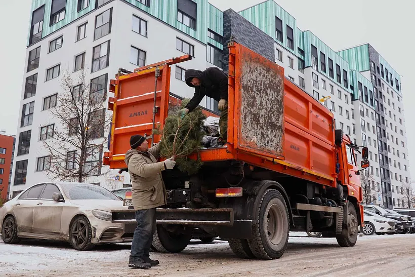 В&nbsp;Свердловской области отправили на&nbsp;переработку около 5000&nbsp;хвойных деревьев