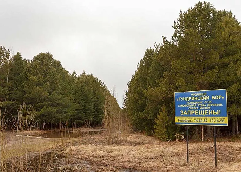 Природный памятник &laquo;Тундринский кедровый бор&raquo; создали в&nbsp;Югре