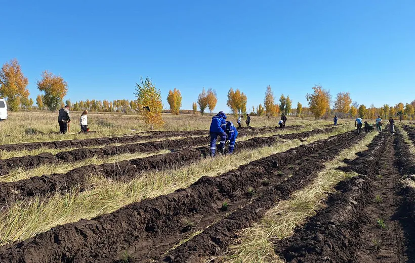 В&nbsp;Черлакском районе Омской области высадили 400&nbsp;сеянцев сосны