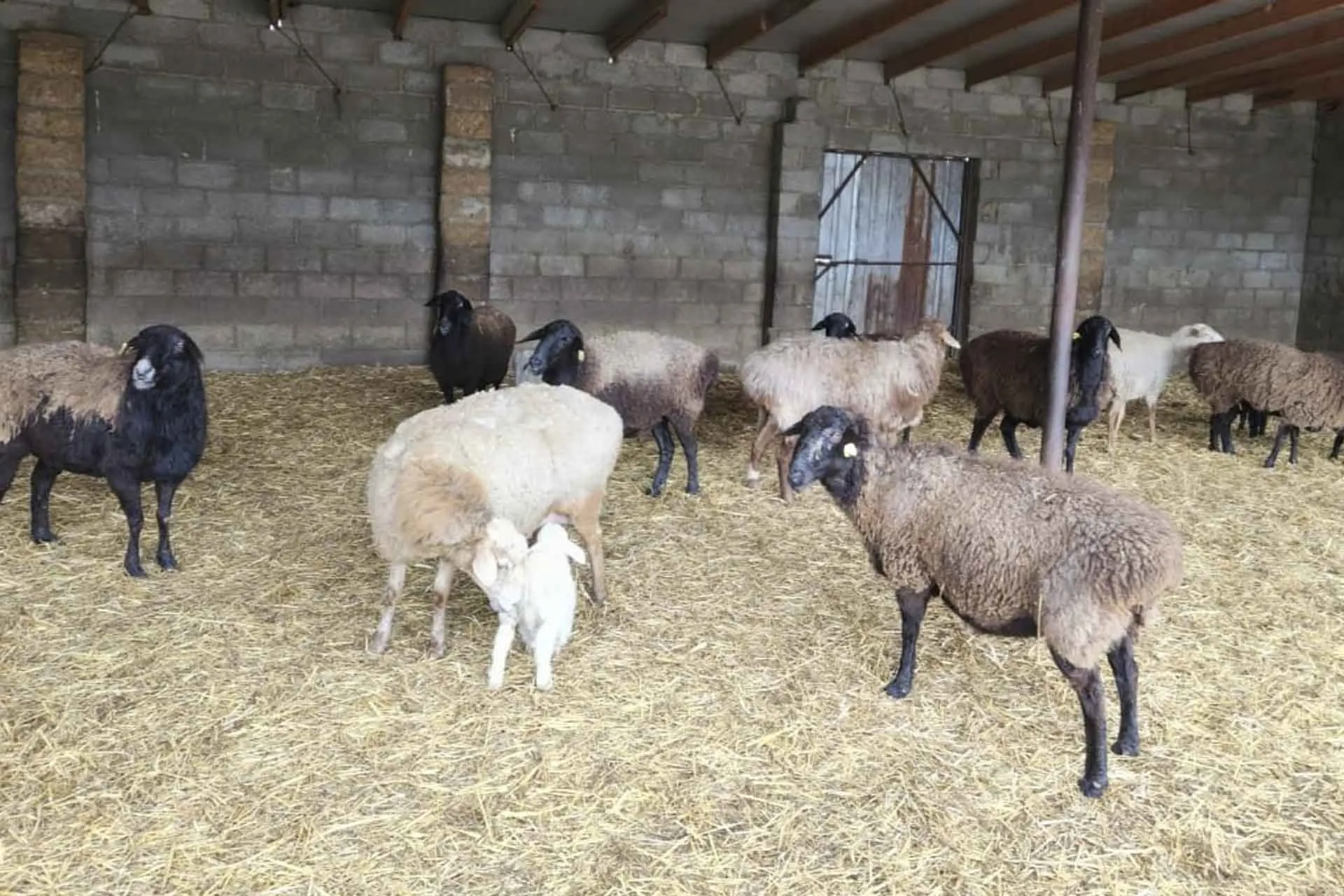 Правительство Ставропольского края