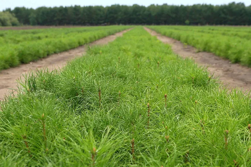 В&nbsp;Татарстане вырастили более 32&nbsp;миллионов саженцев и&nbsp;сеянцев деревьев
