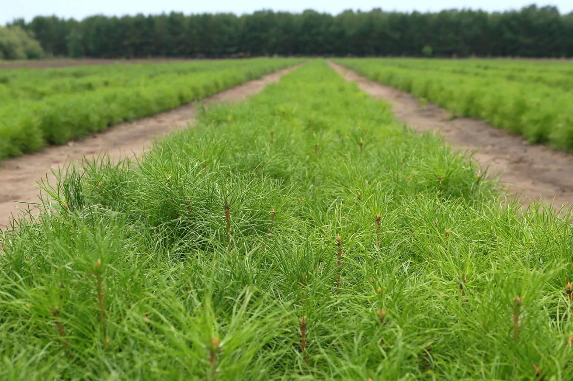 Министерство лесного хозяйства Республики Татарстан