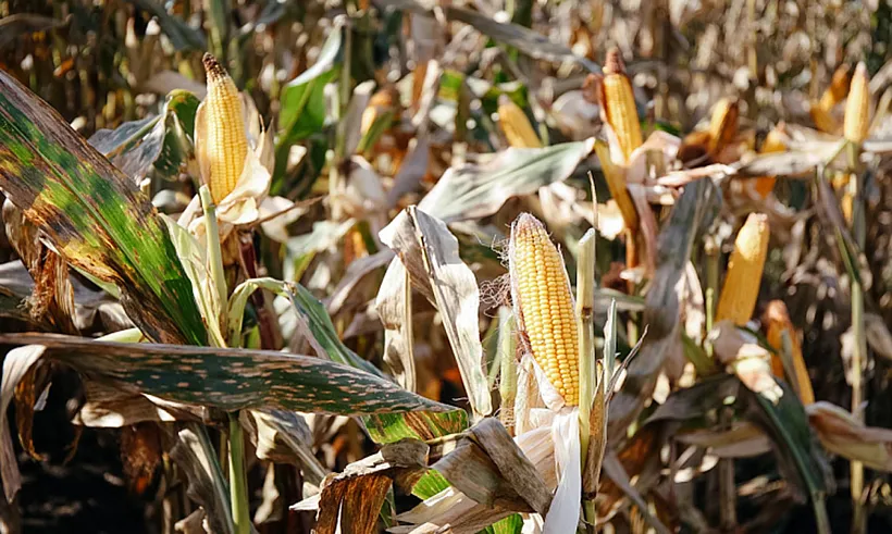 Экспорт зерна из&nbsp;Приморья в&nbsp;2025&nbsp;году достиг рекордных 790&nbsp;тысяч тонн