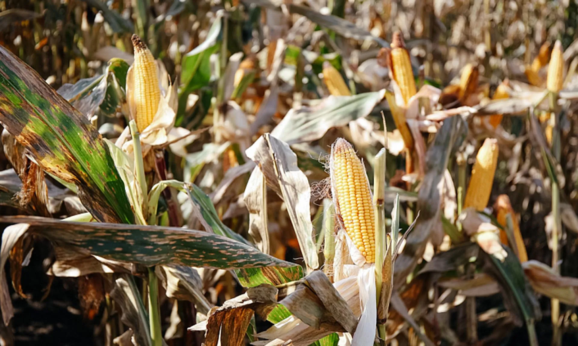 Агентство проектного управления Приморского края (РПО)