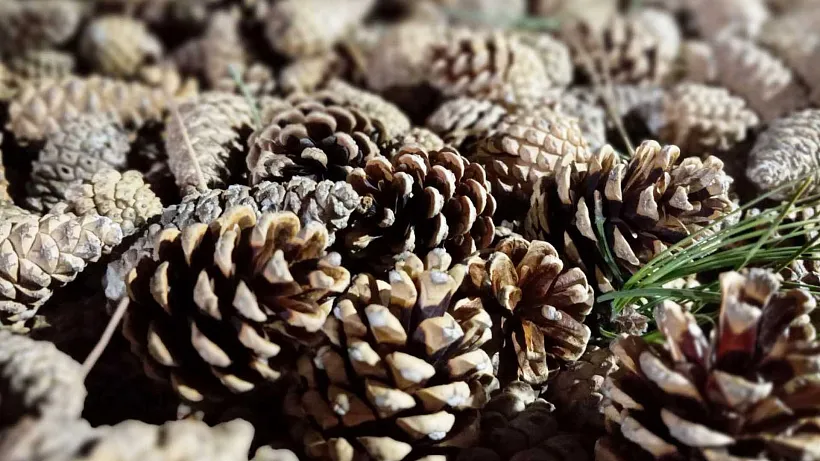 На&nbsp;Дону предложили расширить условия аренды лесополос для&nbsp;аграриев