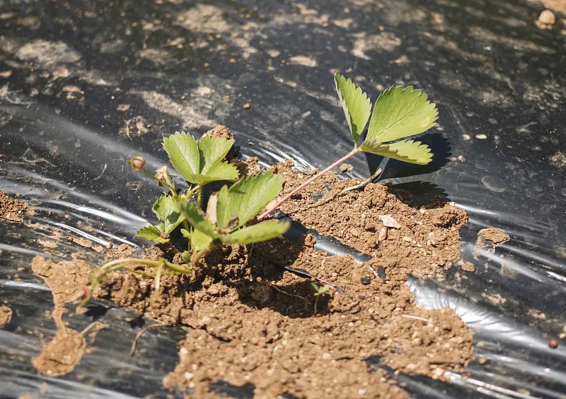 Крымская аграрная компания закупила новое оборудование с&nbsp;господдержкой