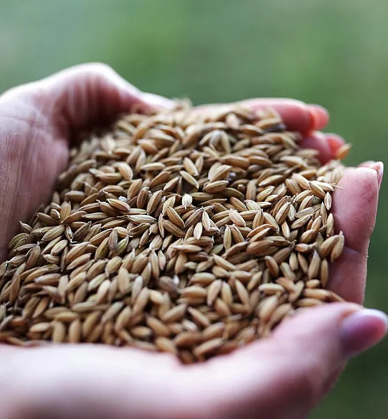 Краснодарское сельхозпредприятие ускорит предпосевную обработку семян