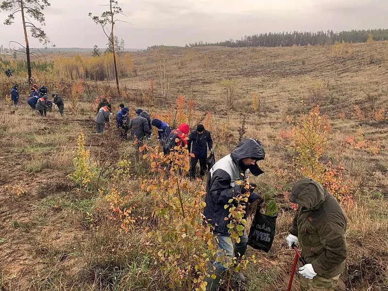 В&nbsp;лесах Тольятти высадили 25&nbsp;тысяч сеянцев сосны