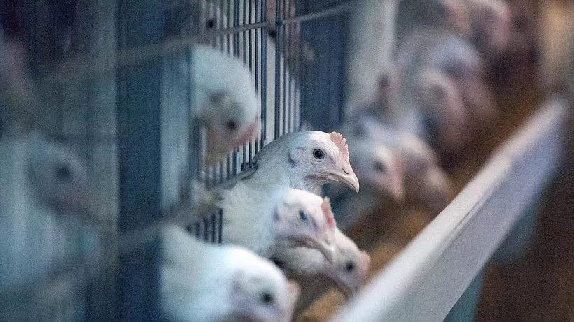 Фермер из&nbsp;Татарстана на&nbsp;грантовые средства наладила производство бройлеров