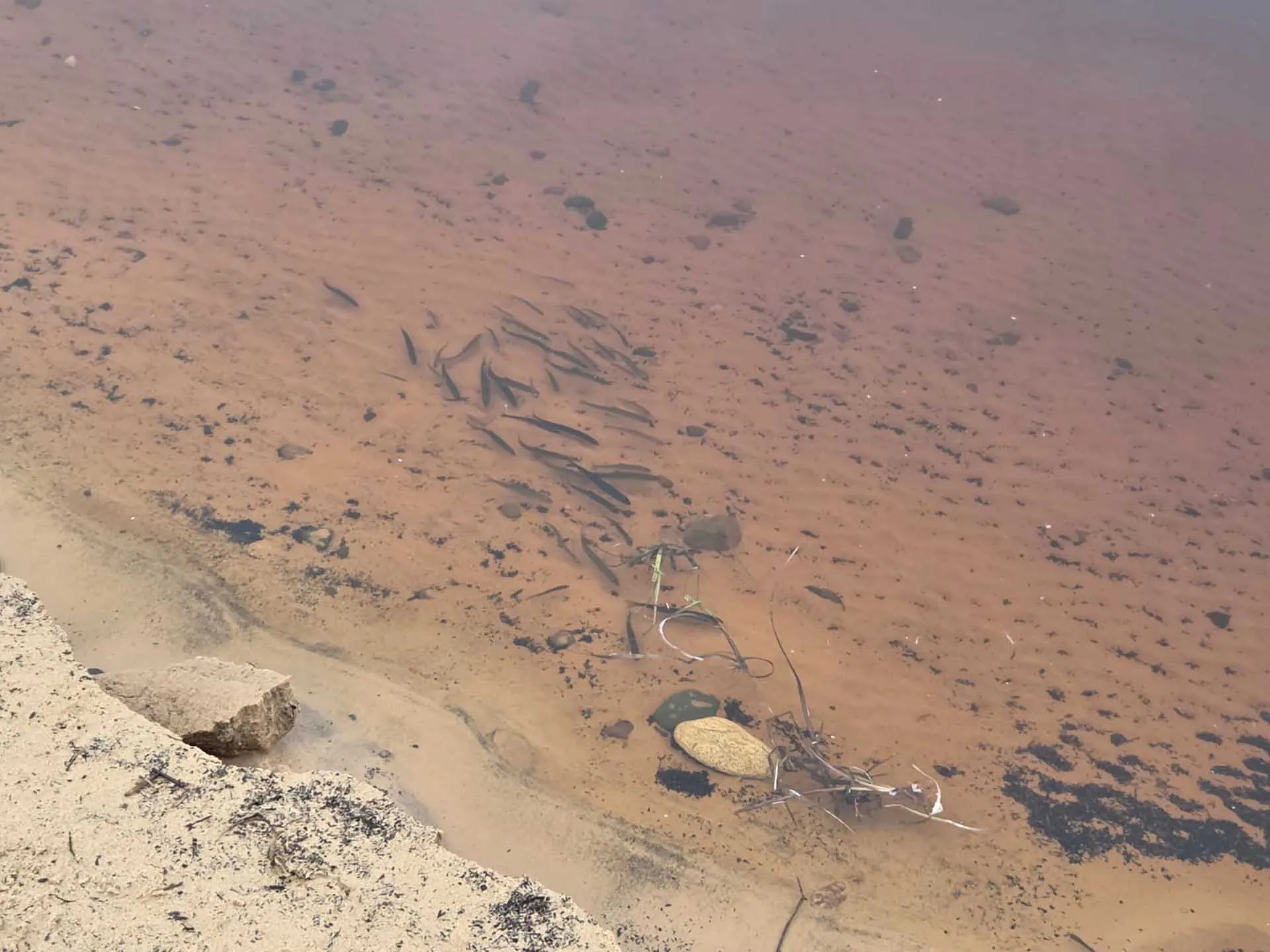 БУВ ВО "Череповецкая МежРайСББЖ"