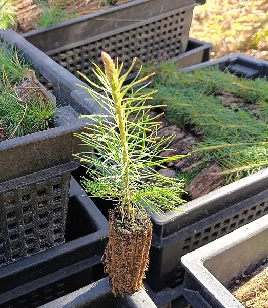 Более 6500&nbsp;деревьев высадили в&nbsp;Николаевском районе Ульяновской области