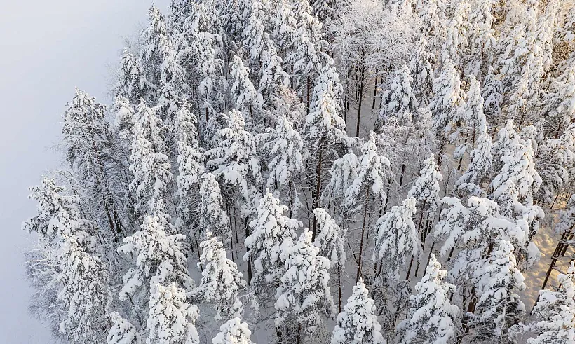 В&nbsp;Воронежской области проведут уход за&nbsp;лесами на&nbsp;145&nbsp;гектарах