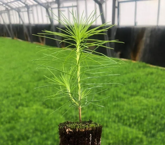 Во&nbsp;Владимирской области восстановили леса на&nbsp;площади 6&nbsp;тысяч гектаров