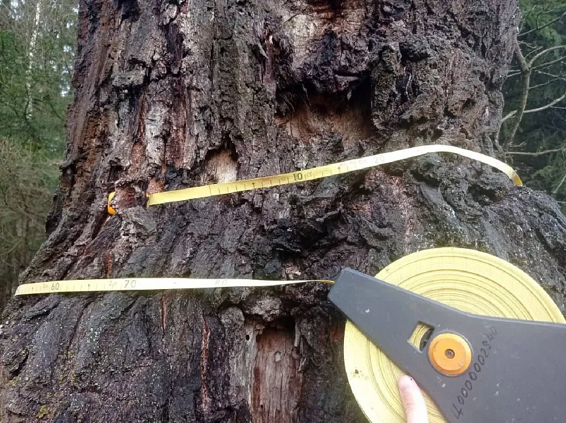 Подмосковный дуб включен в&nbsp;Национальный реестр старовозрастных деревьев