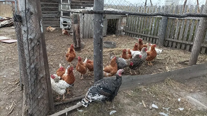 Социальный контракт помог семье из&nbsp;Кузбасса создать рентабельное хозяйство