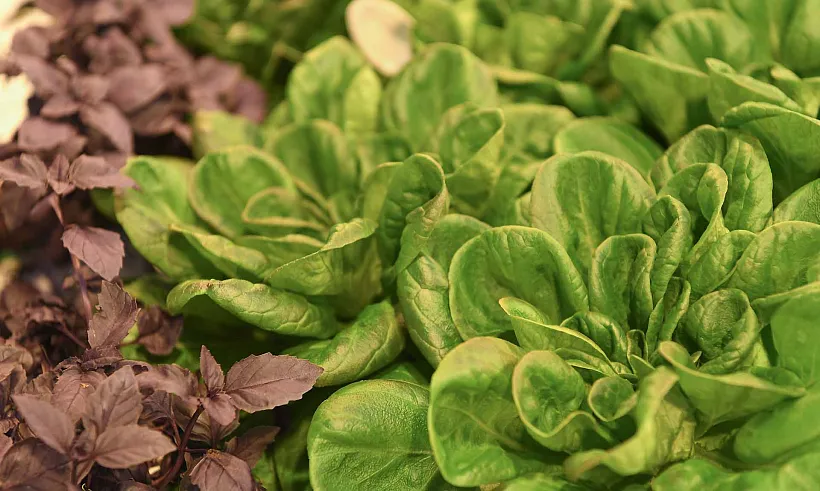 Еще&nbsp;50&nbsp;агротехклассов создадут в&nbsp;Тамбовской области в&nbsp;2026&nbsp;году