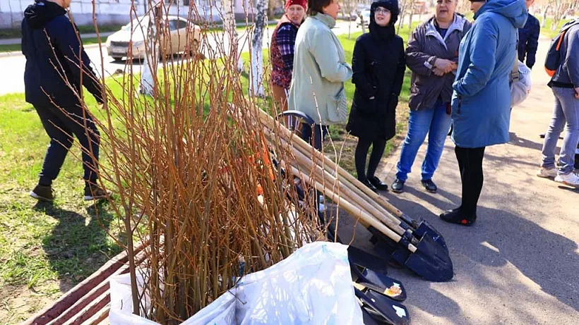 В&nbsp;Новокуйбышевске высадили 60&nbsp;саженцев липы