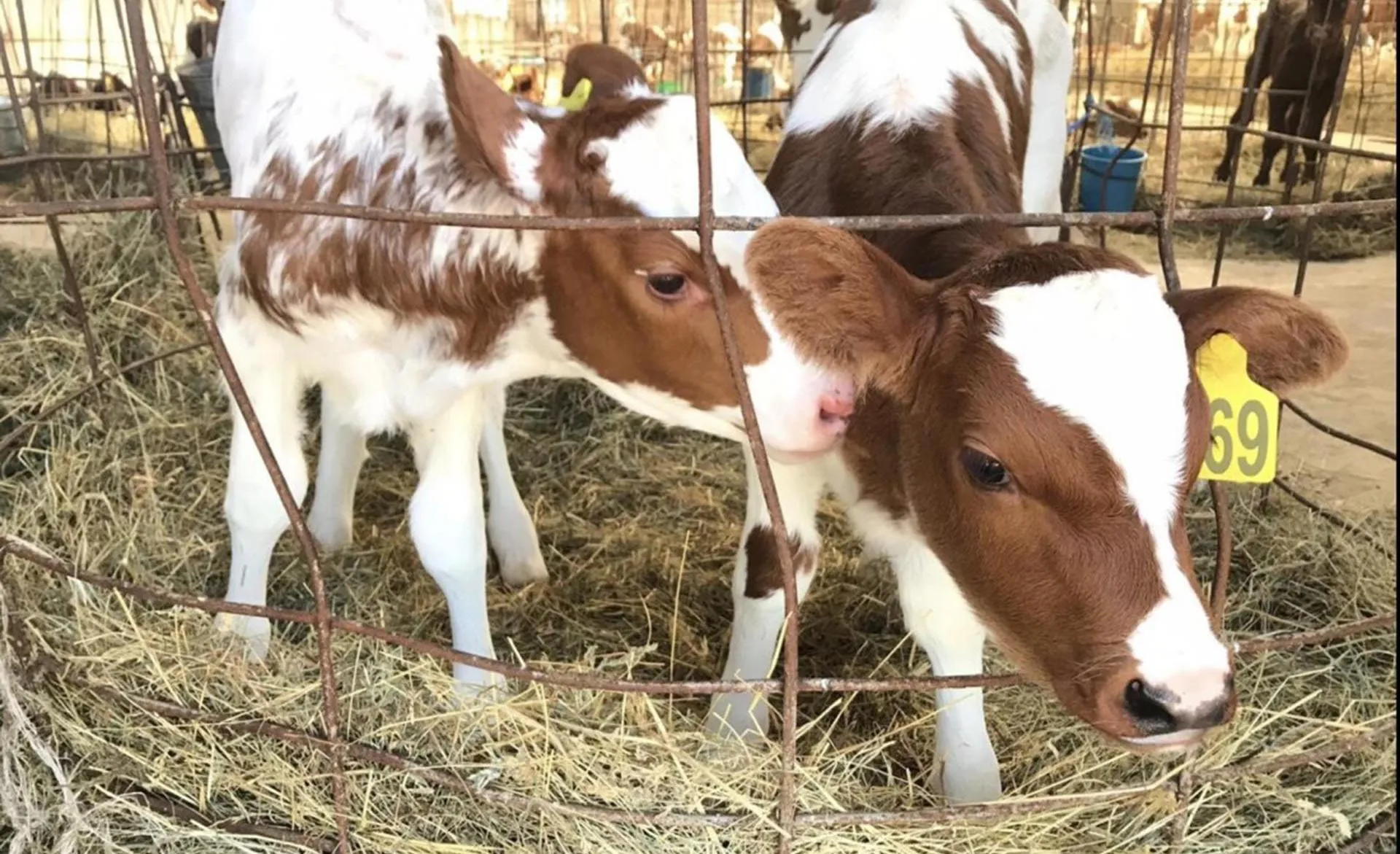 Пресс-служба Главы Республики Карелия Администрации Главы Республики Карелия
