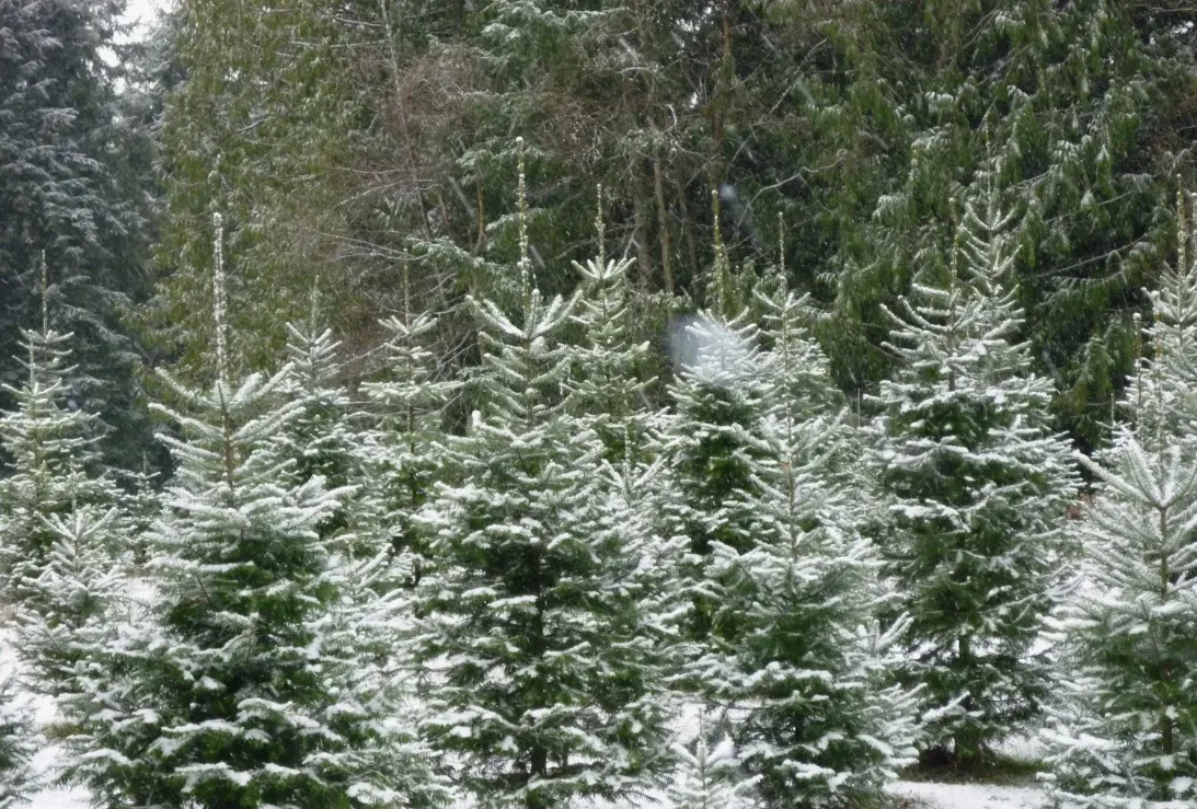 Министерство лесного хозяйства Красноярского края