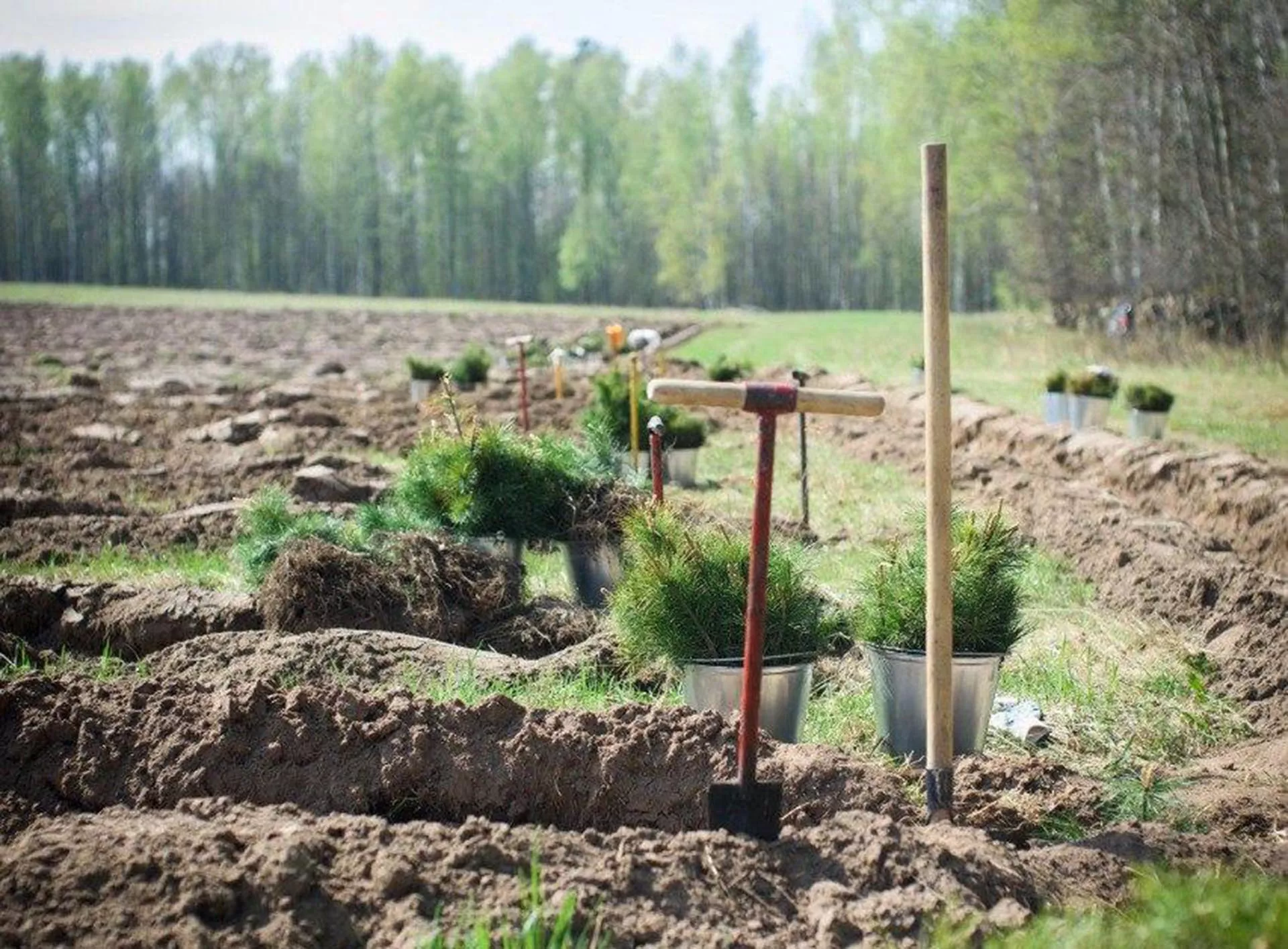 Более 10,6&nbsp;тысячи гектаров леса восстановили в&nbsp;Удмуртии в&nbsp;прошлом году
